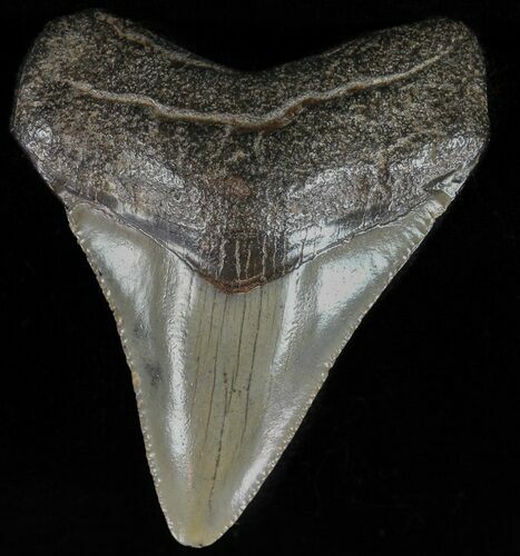 Juvenile Megalodon Tooth - Georgia #59215